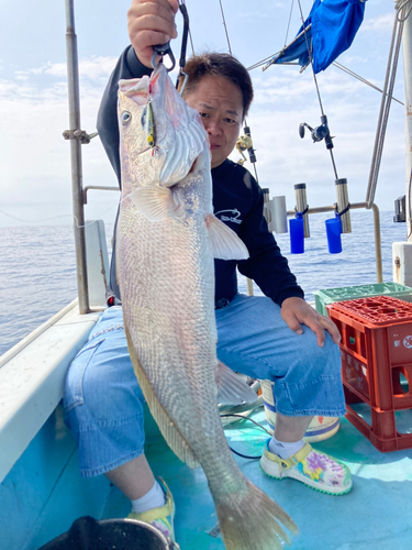 オオニベの釣果