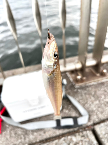 キスの釣果