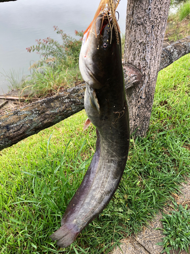 ナマズの釣果