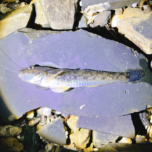 ハゼの釣果