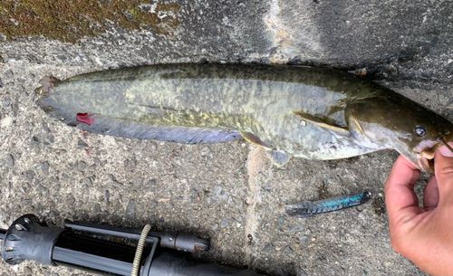 ナマズの釣果