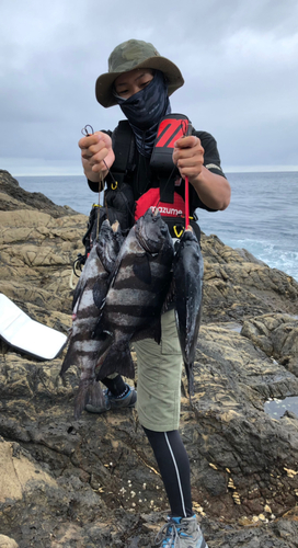 イシダイの釣果