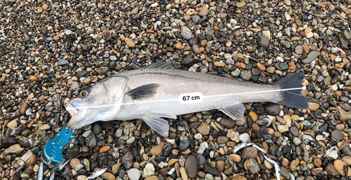 シーバスの釣果