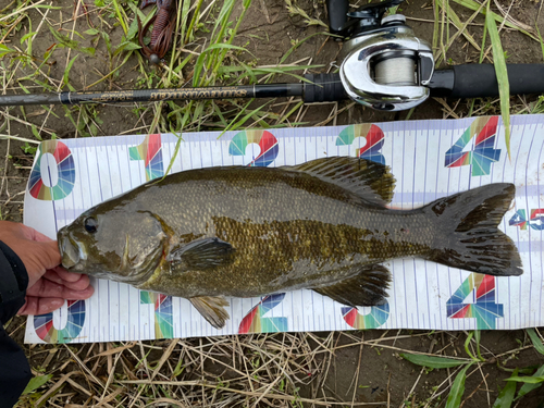 スモールマウスバスの釣果