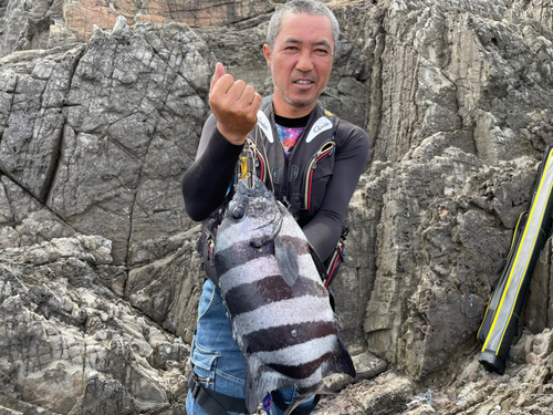 イシダイの釣果