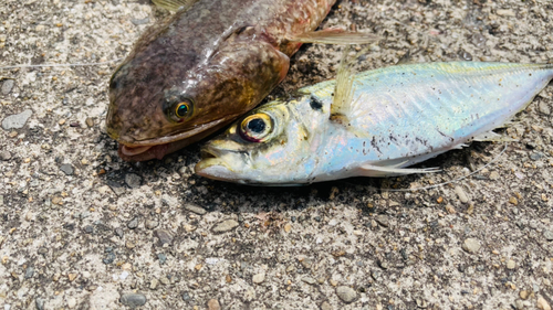 エソの釣果