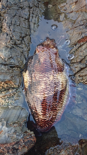 コウイカの釣果