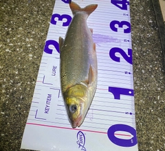 マルタウグイの釣果