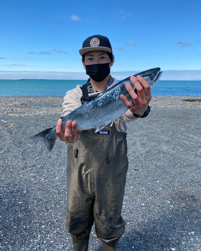 サクラマスの釣果