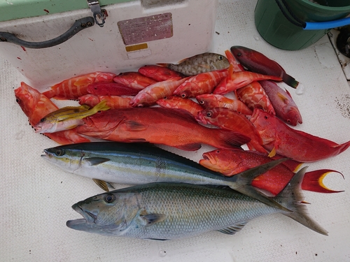 アオチビキの釣果