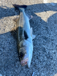 マダカ（マルスズキ）の釣果