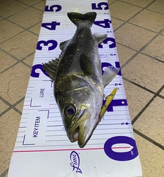 シーバスの釣果
