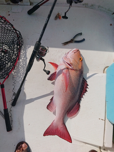 バラフエダイの釣果