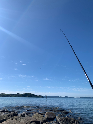 キスの釣果