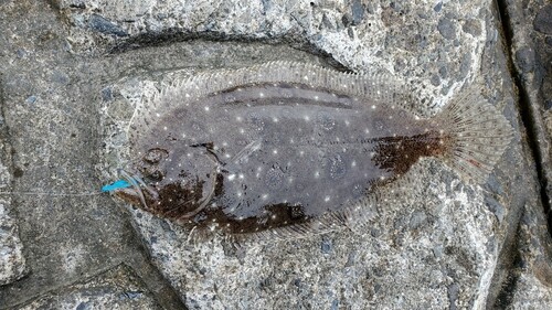 タマガンゾウビラメの釣果