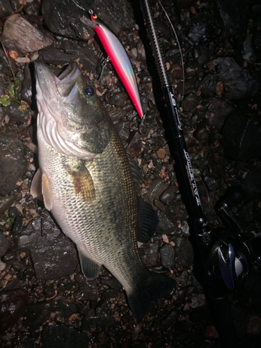 ブラックバスの釣果