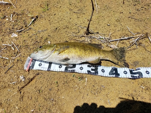 スモールマウスバスの釣果