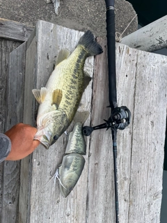 ブラックバスの釣果