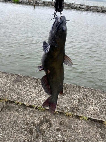 ナマズの釣果