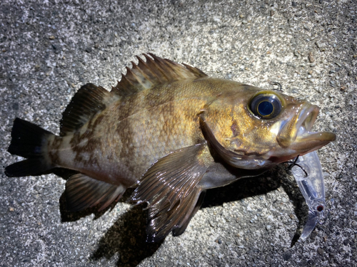 シロメバルの釣果