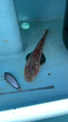 ホウボウの釣果