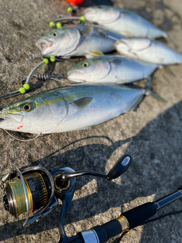 イナダの釣果