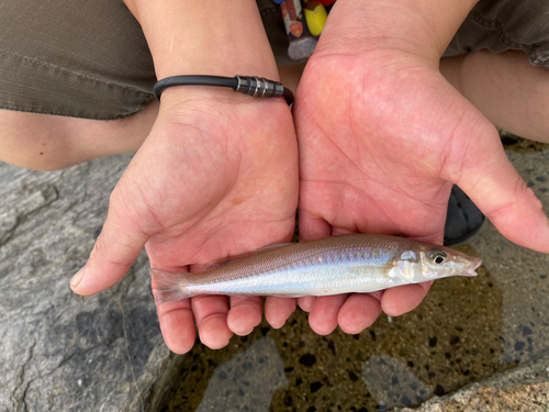 キスの釣果