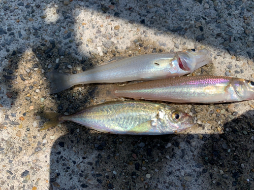 キスの釣果