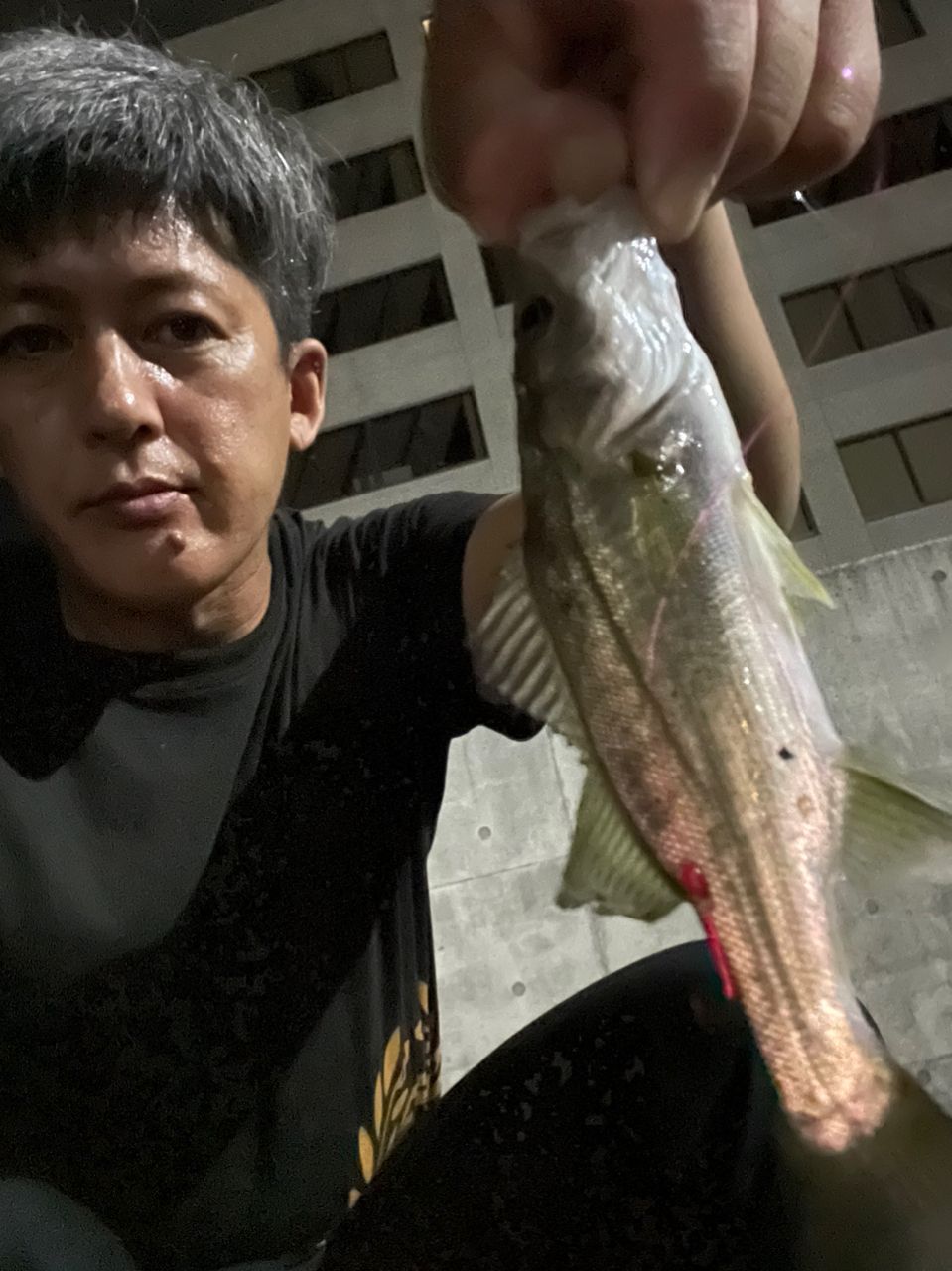 セイゴ（マルスズキ）