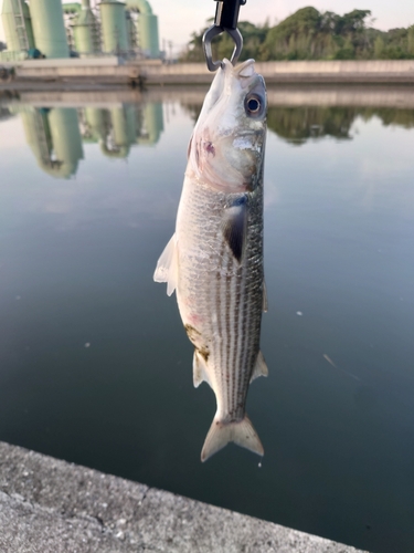 ボラの釣果