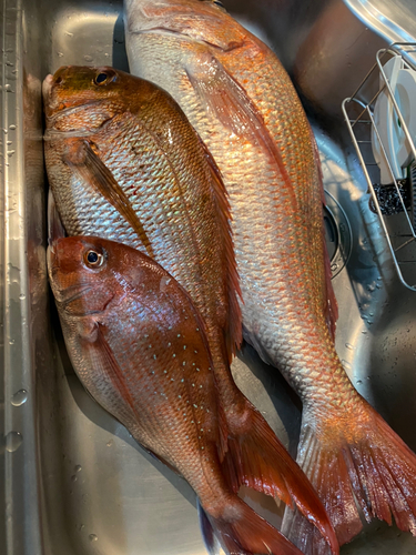 マダイの釣果