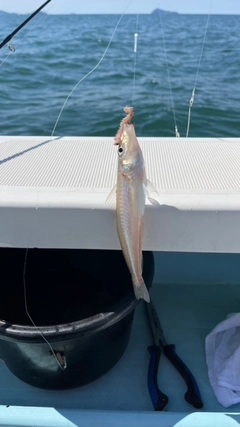 キスの釣果