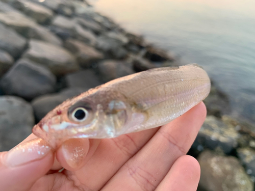 キスの釣果