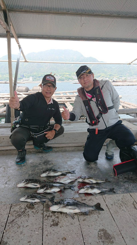 クロダイの釣果