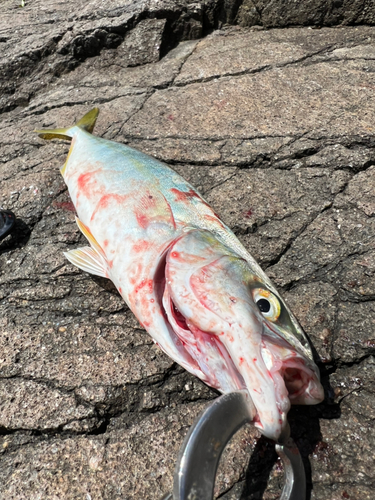 ツバスの釣果