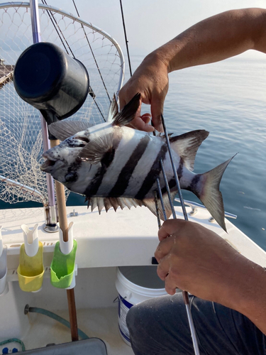 イシダイの釣果