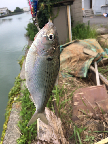 コノシロの釣果