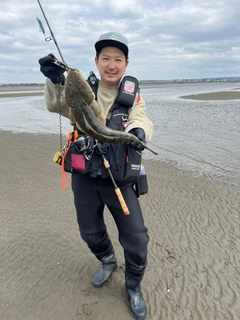 マゴチの釣果