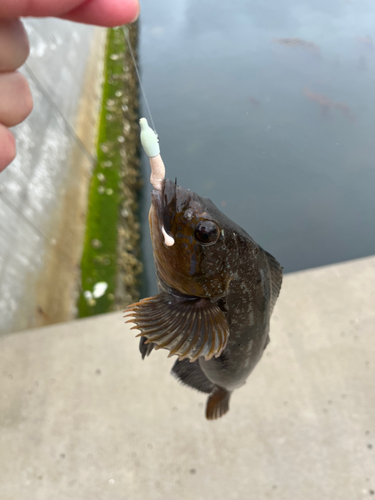 アイナメの釣果