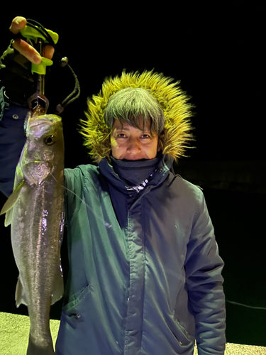 グレの釣果