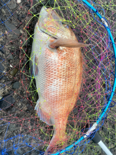 マダイの釣果