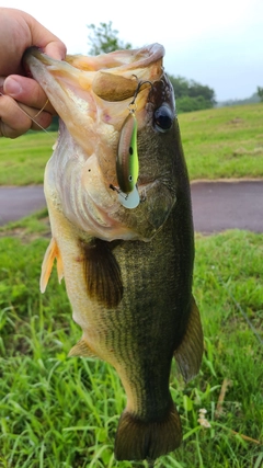 ラージマウスバスの釣果