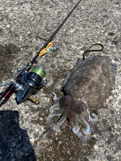 コウイカの釣果