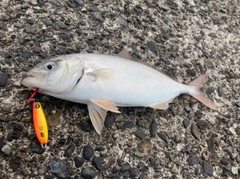 ショゴの釣果