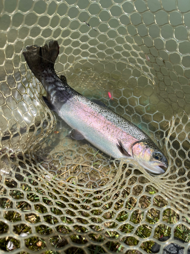 サクラマスの釣果