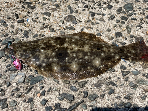 ソゲの釣果