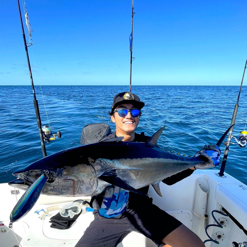 クロマグロの釣果