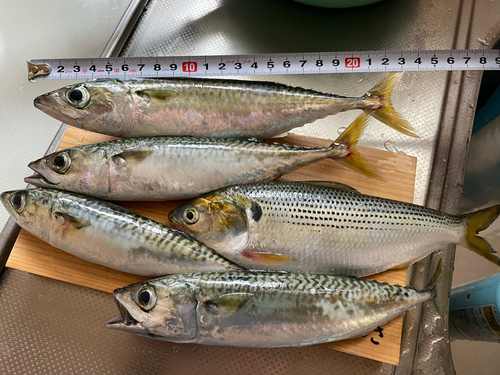 サバの釣果