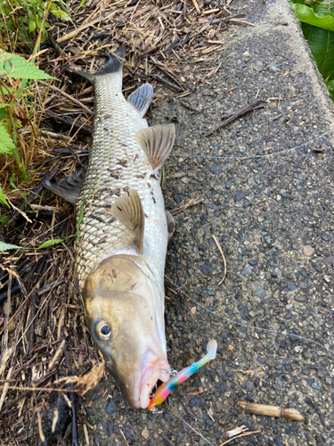 ニゴイの釣果