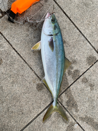 ハマチの釣果